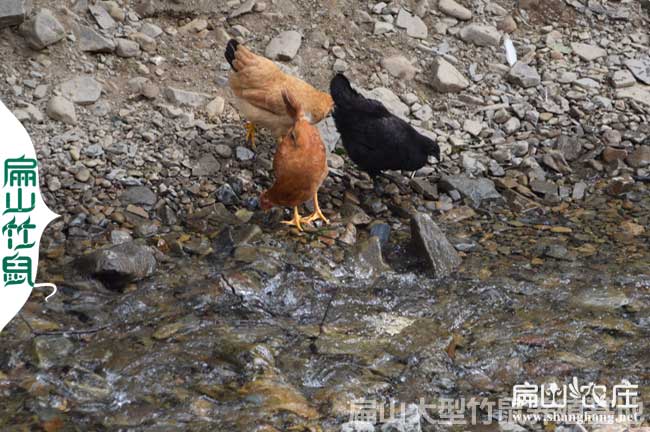 南安五黑綠殼脫溫雞苗南安孵化基（jī）地（dì）