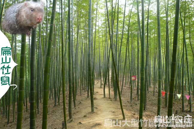 泉州（zhōu）竹（zhú）鼠（shǔ）養殖基地