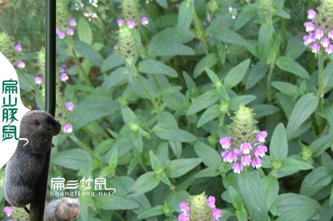 廈（xià）門蜜蜂（fēng）養殖（zhí）技（jì）術