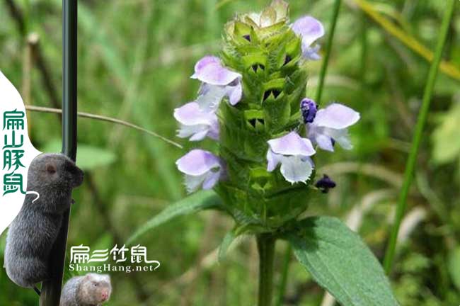 龍岩蜜蜂養殖技術