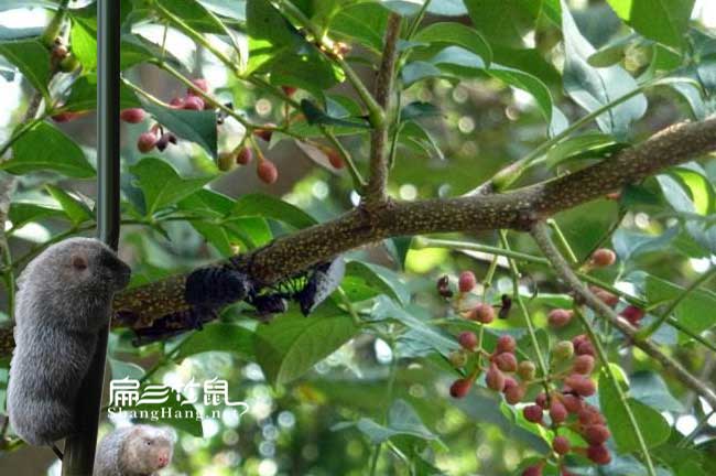 武夷山蜜蜂養殖（zhí）技術