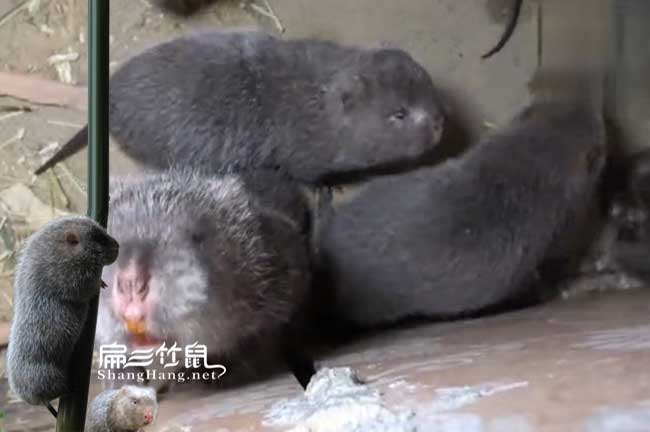 河池竹鼠養殖場