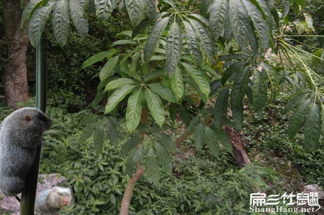 平陽（yáng）竹鼠養殖