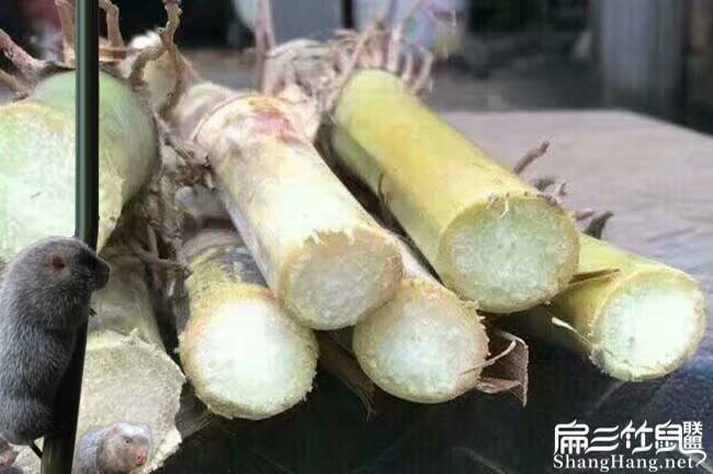 竹（zhú）鼠吃甘蔗