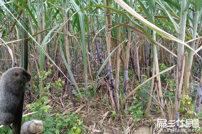 竹鼠食物甘（gān）蔗