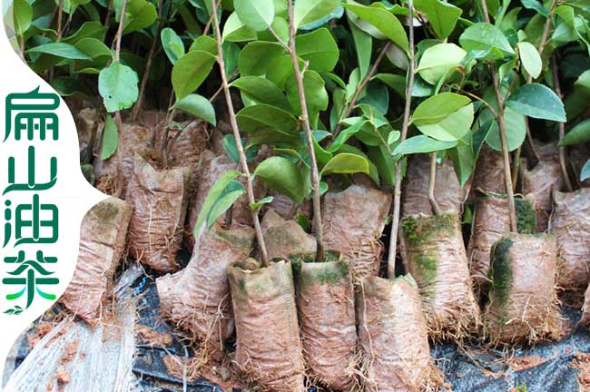 大果油（yóu）茶杯苗