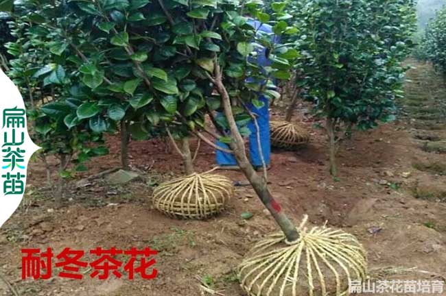 福建茶花（huā）苗批發