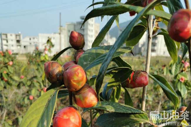 誠諫紅花油茶苗批發（fā）