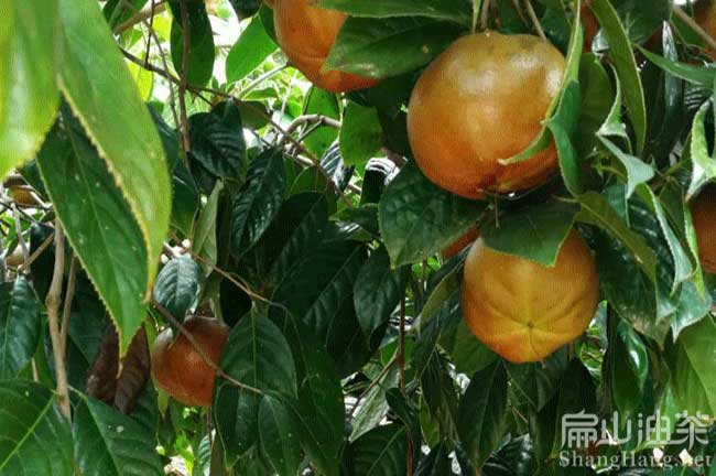 茂（mào）名紅花大果油茶種植（zhí）基地鄉村規劃新式油茶苗批（pī）發-扁山油茶