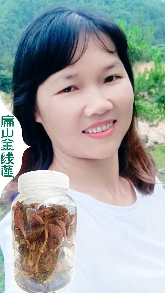 ZJ鎮江的金線蓮（lián）種（zhǒng）植基地 鎮（zhèn）江的金線（xiàn）蓮種苗幹貨批（pī）發多（duō）少（shǎo）錢價