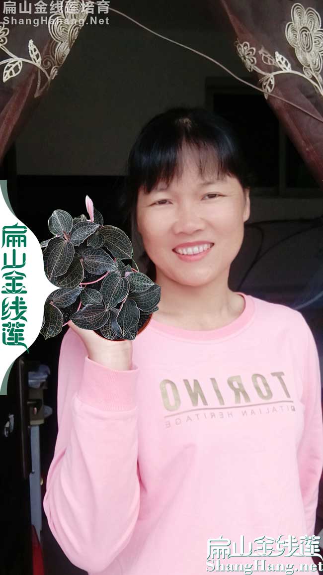 茂（mào）名金線蓮種苗批（pī）發