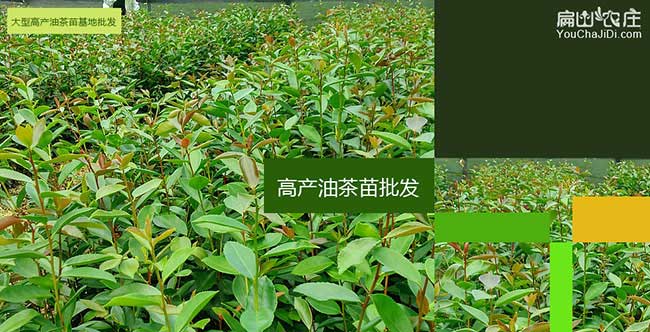 梧州茶樹（shù）種植