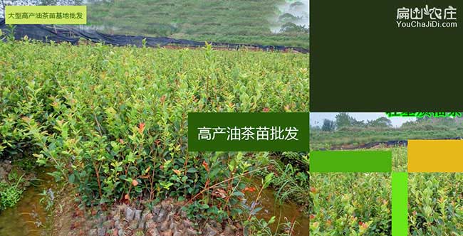 丹陽市油茶（chá）苗按年份出