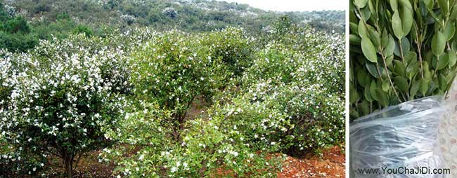 茅山鎮扁山油茶基地合