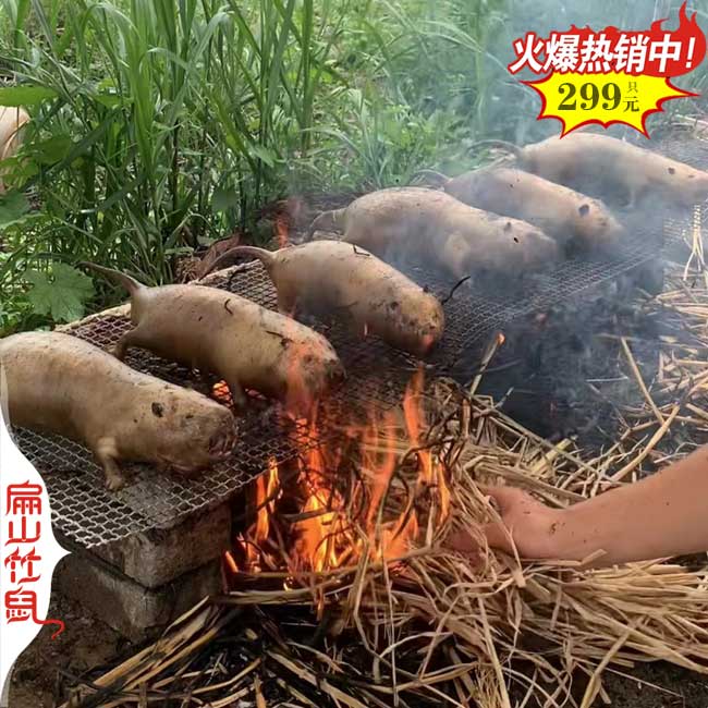 福建（jiàn）竹鼠批發